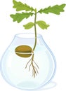 Oak sprout growing from acorn with green leaves and root system in glass vase with water Royalty Free Stock Photo